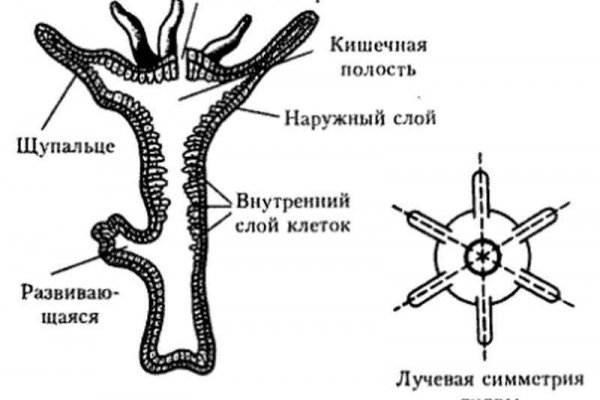 Кракен продажа