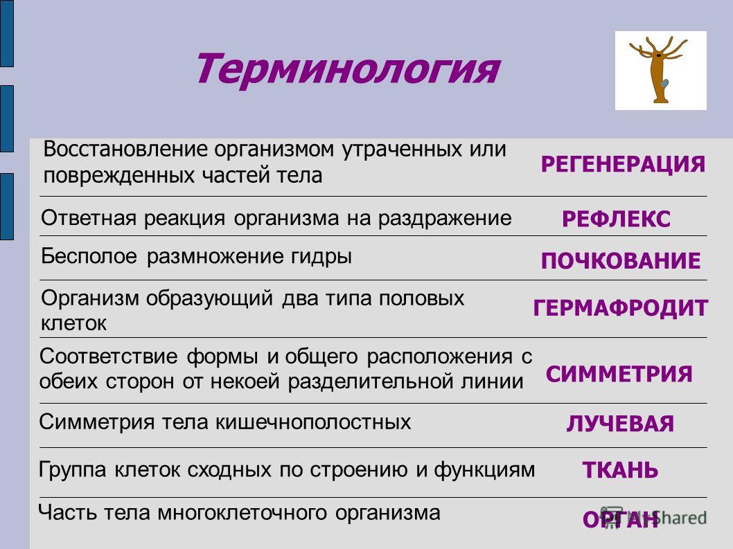 Сайт вместо гидры